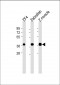 (DANRE) mc4r Antibody (N-Term)